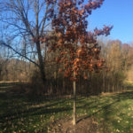 Memorial Tree at LeRoy Oaks Forrest Preserve